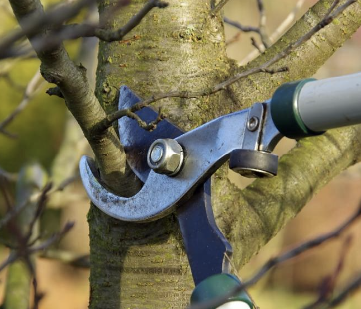 élagage L'Etang-la-Ville chantier